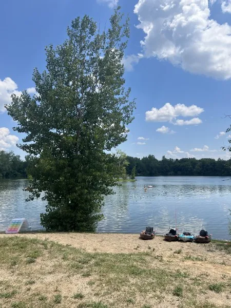 Kayaks resting on the shore beneath a lakeside poplar